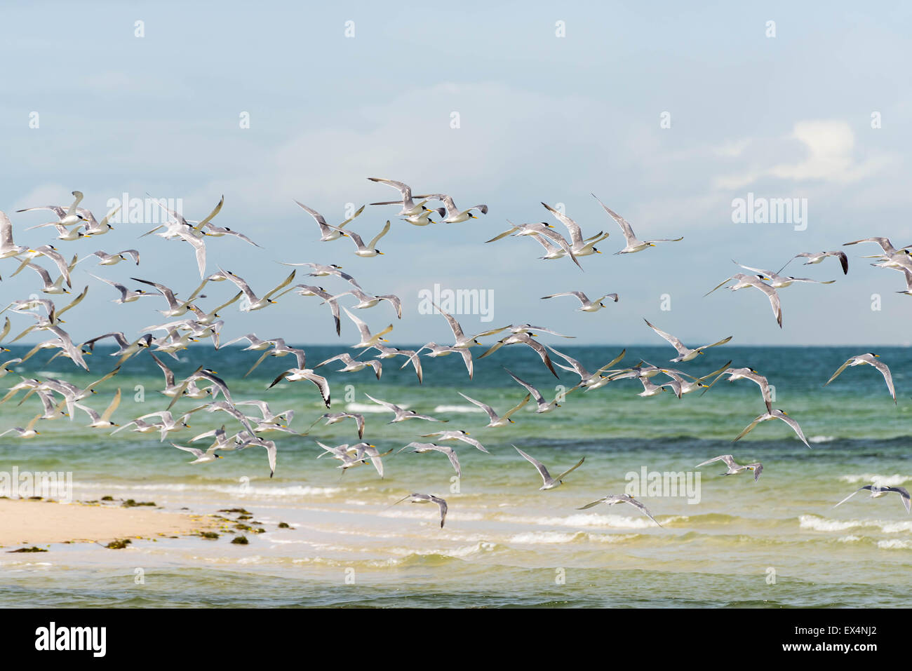 Les oiseaux de mer, la sterne caspienne, volant au-dessus de l'océan Banque D'Images