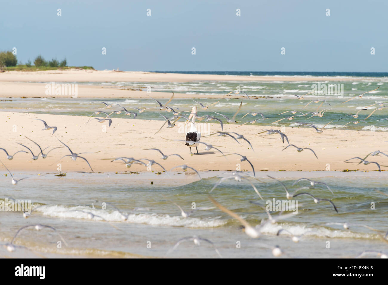 La sterne caspienne, les oiseaux de mer en survolant un pélican sur la plage Banque D'Images