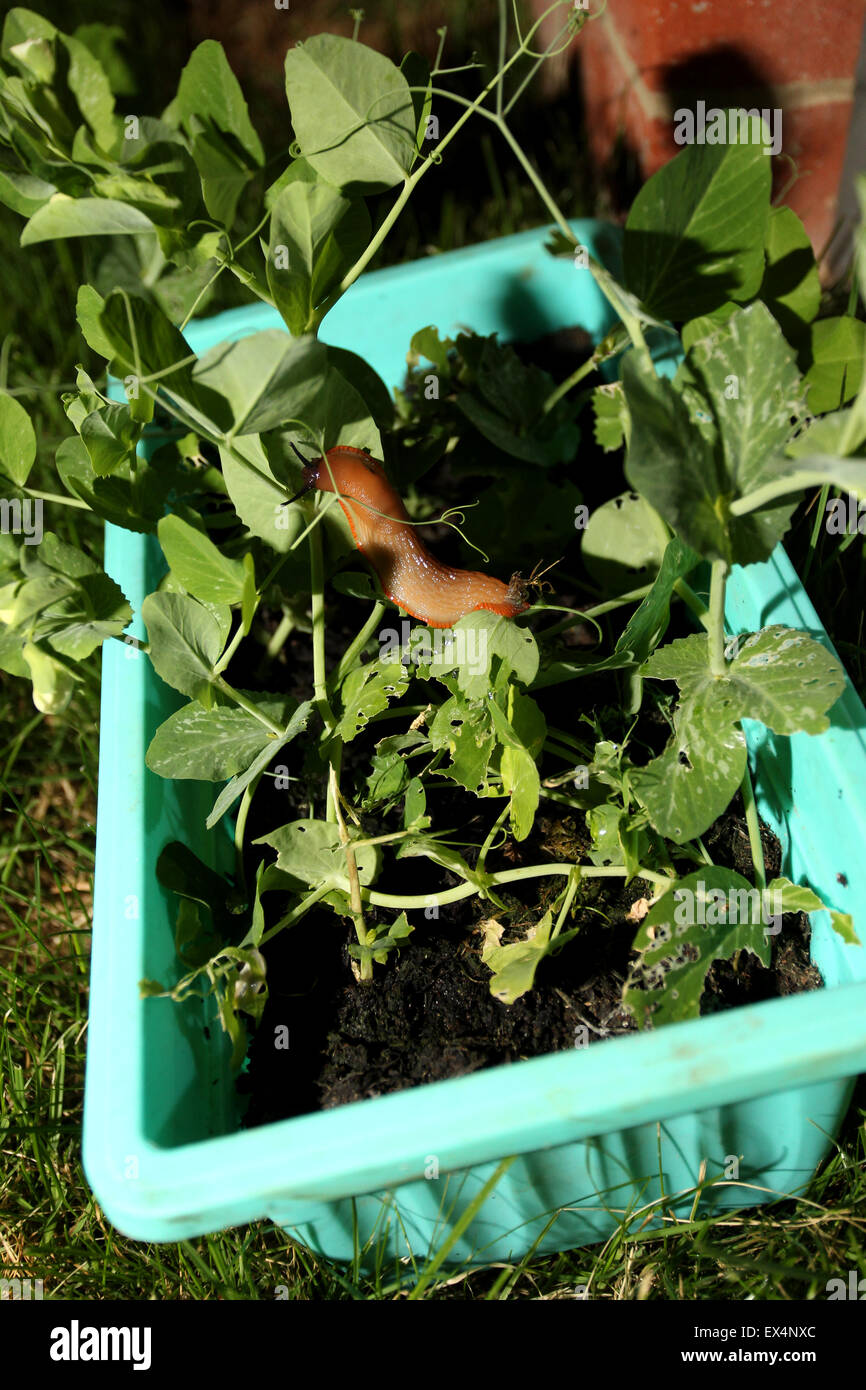 Une slug illustré de gruger un légume Pois plante dans un pot de jardin dans la région de Chichester, West Sussex, UK. Banque D'Images