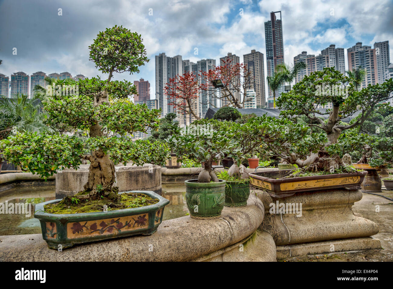 Collection de bonsaïs à Hong Kong Banque D'Images