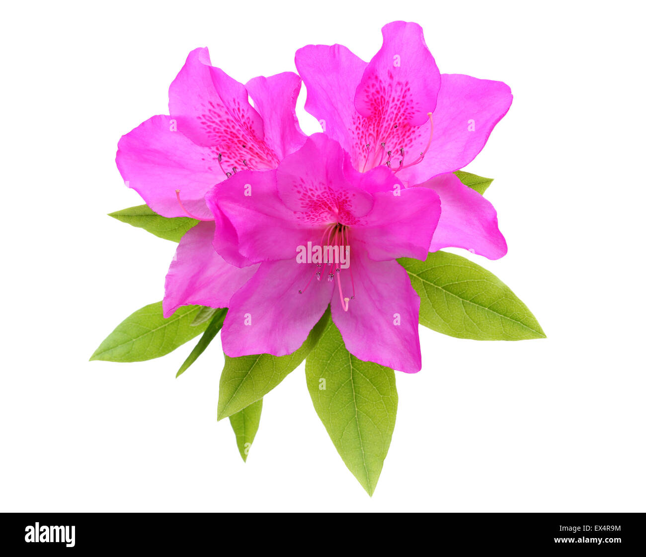 Pourpre fleur azalée en fleurs Banque D'Images Pourpre fleur azalée en fleurs Banque D'Images