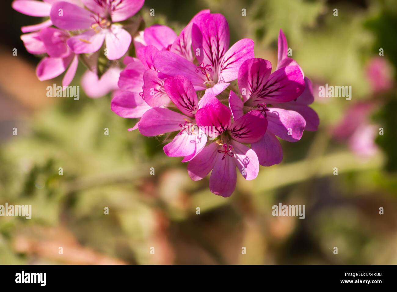 Close-up de Pélargonium fleurs sur un fond de jardin Banque D'Images