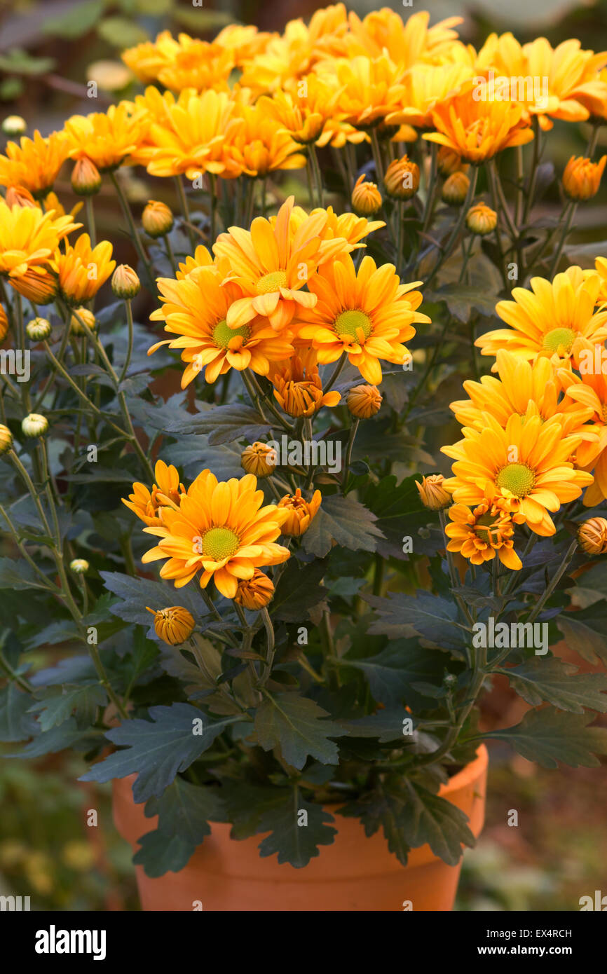 Chrysanthème Orange plante dans un pot en terre cuite Banque D'Images