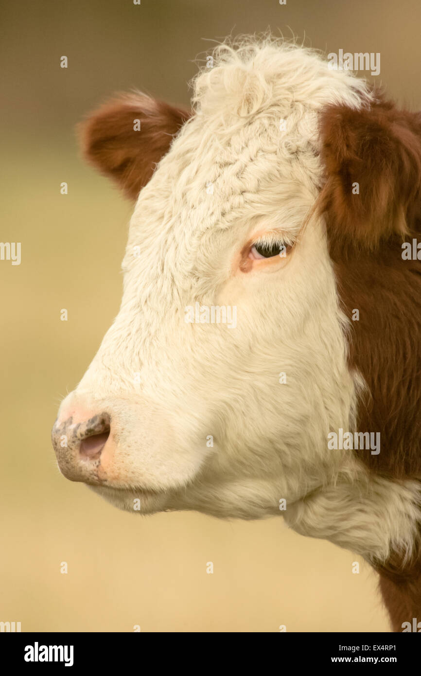 Portrait en gros plan d'une vache Hereford près de la Conner, Washington, USA Il a un manteau rouge avec marquage blanc. Banque D'Images