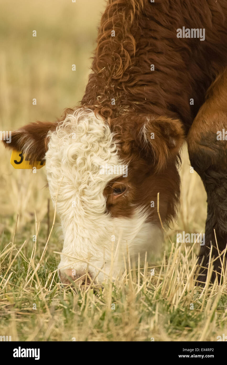 Portrait en gros plan d'une vache Hereford manger dans un champ près de la Conner, Washington, USA Banque D'Images