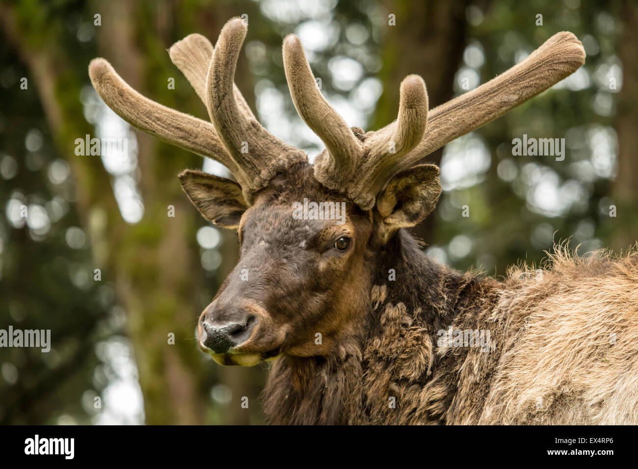 Portrait d'un homme poilu le wapiti de Roosevelt avec panache à Northwest Trek Wildlife Park, près de Washington, aux États-Unis, d'Eatonville Banque D'Images