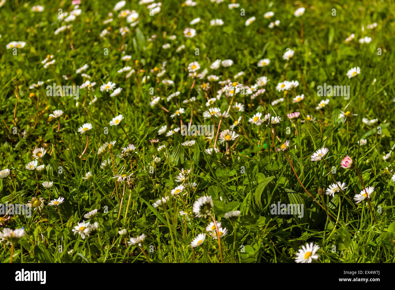 Libre de fleurs Daisy, Bellis perennis, avec des pétales blancs et jaune pistil sur fond vert foncé profond des mauvaises herbes au printemps de l'campagne italienne Banque D'Images