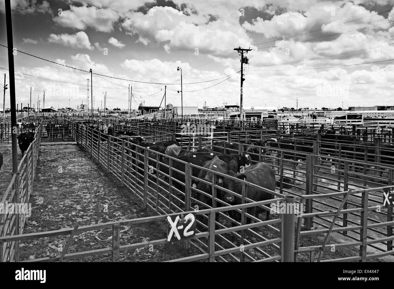 Marché aux bestiaux de Lexington, Nebraska, USA Banque D'Images