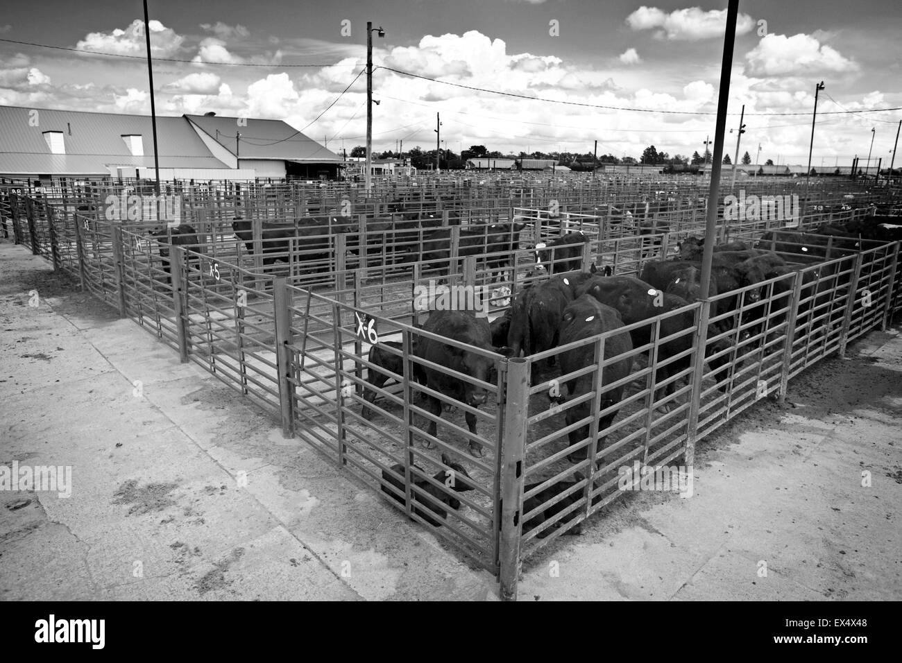 Marché aux bestiaux de Lexington, Nebraska, USA Banque D'Images