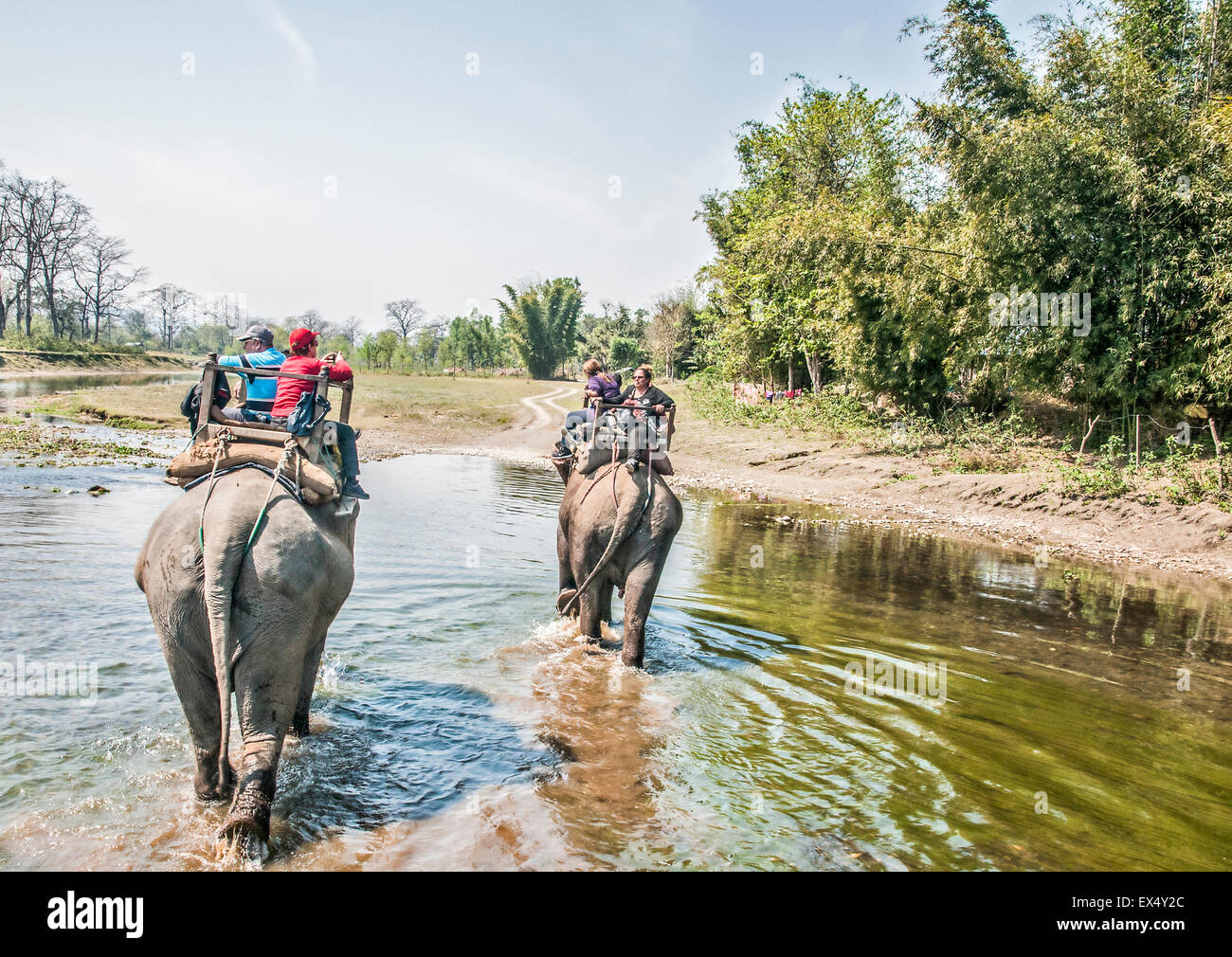 Elephant safari, parc national de Chitwan, au Népal Banque D'Images
