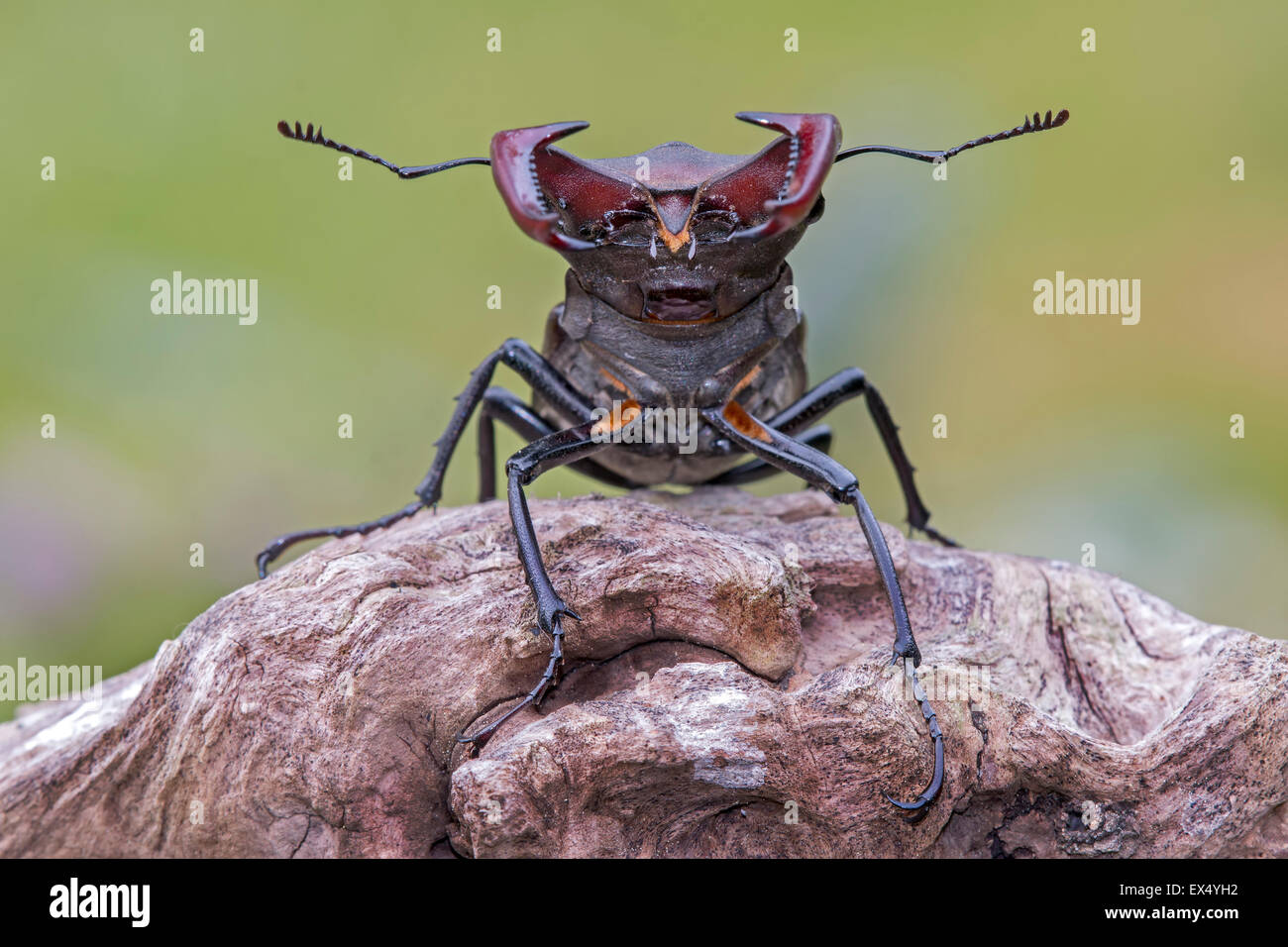 Stag Beetle (Lucanus cervus), homme, au milieu de la Réserve de biosphère de l'Elbe, Saxe-Anhalt, Allemagne Banque D'Images