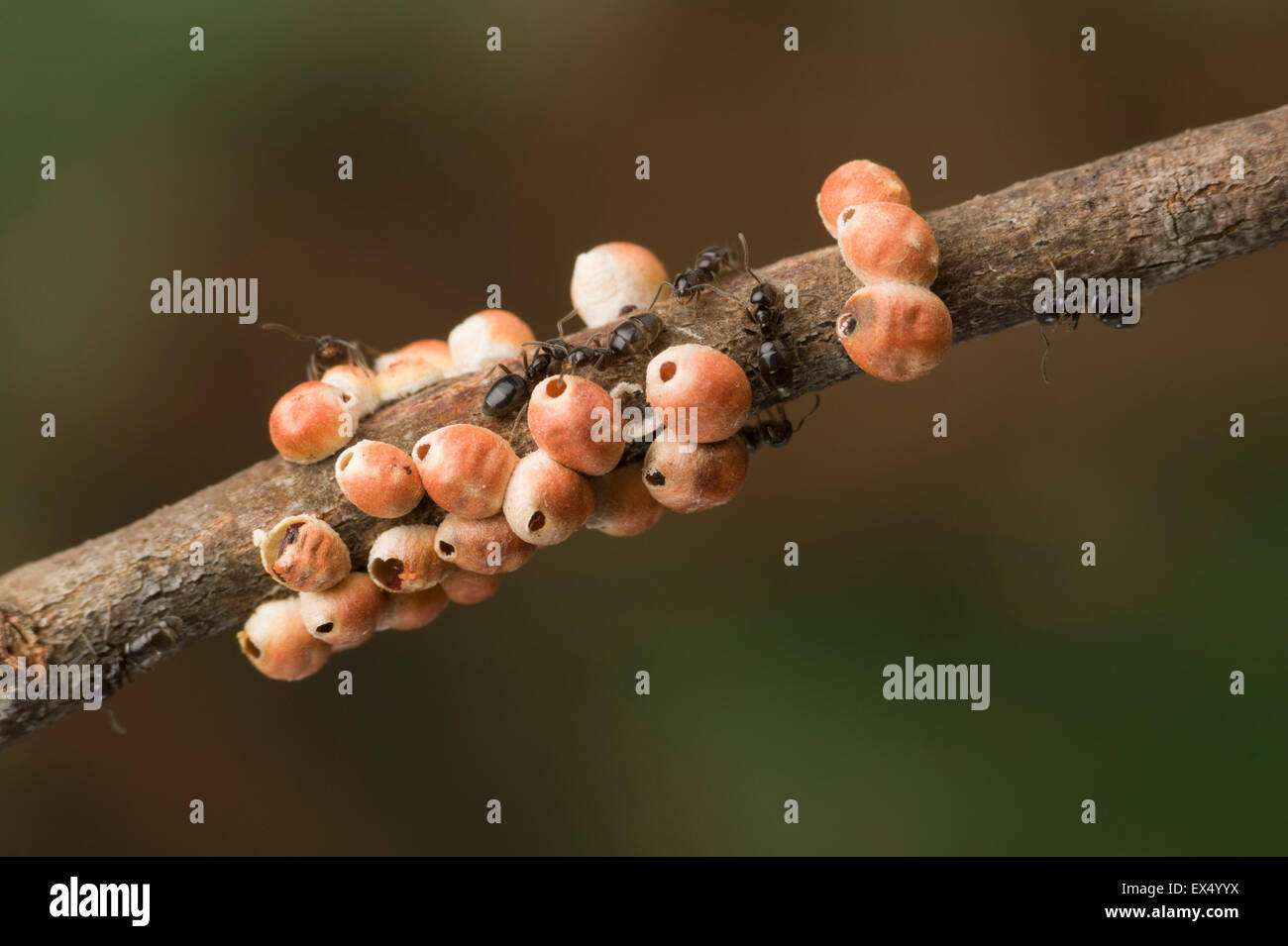 Les cochenilles Gumtree et fourmis partenaires Banque D'Images