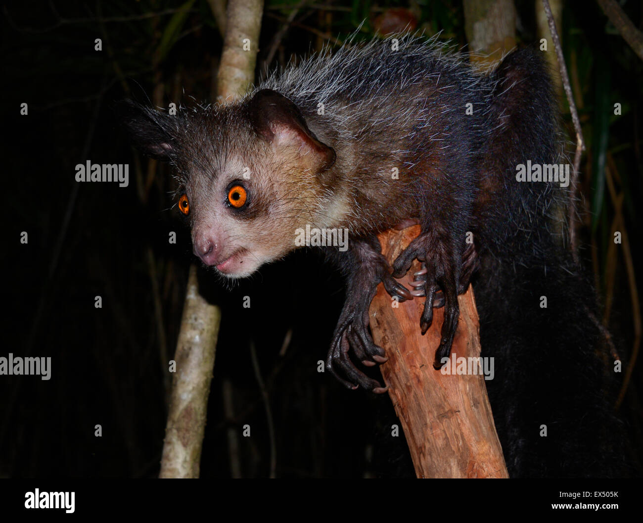 Aye-aye (Daubentonia madagascariensis), les forêts de l'Ouest, Nord-est de Madagascar Masoala Banque D'Images