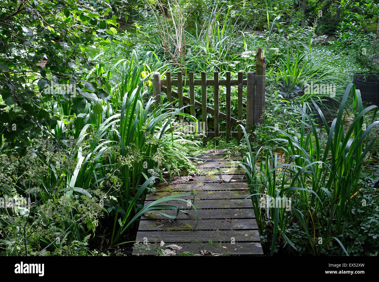 Entrée envahi par la porte du jardin, Norfolk, Angleterre Banque D'Images