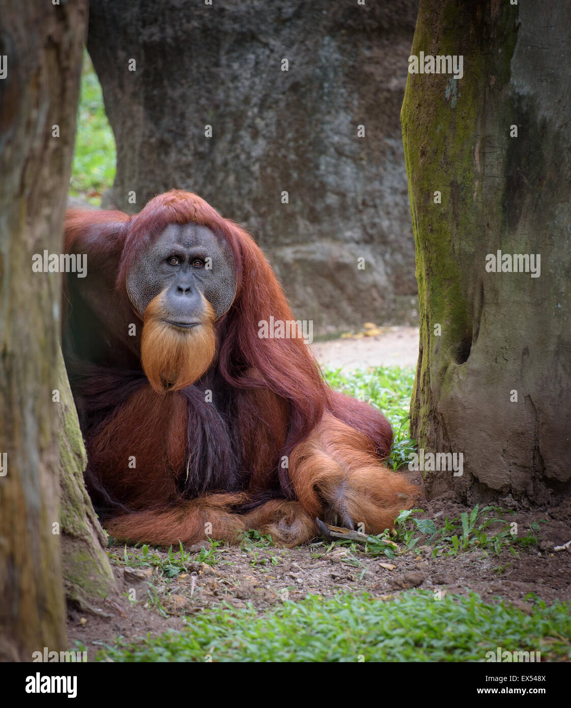 Vieux sage orang-outan assis sur le sol à tout droit à l'appareil photo Banque D'Images