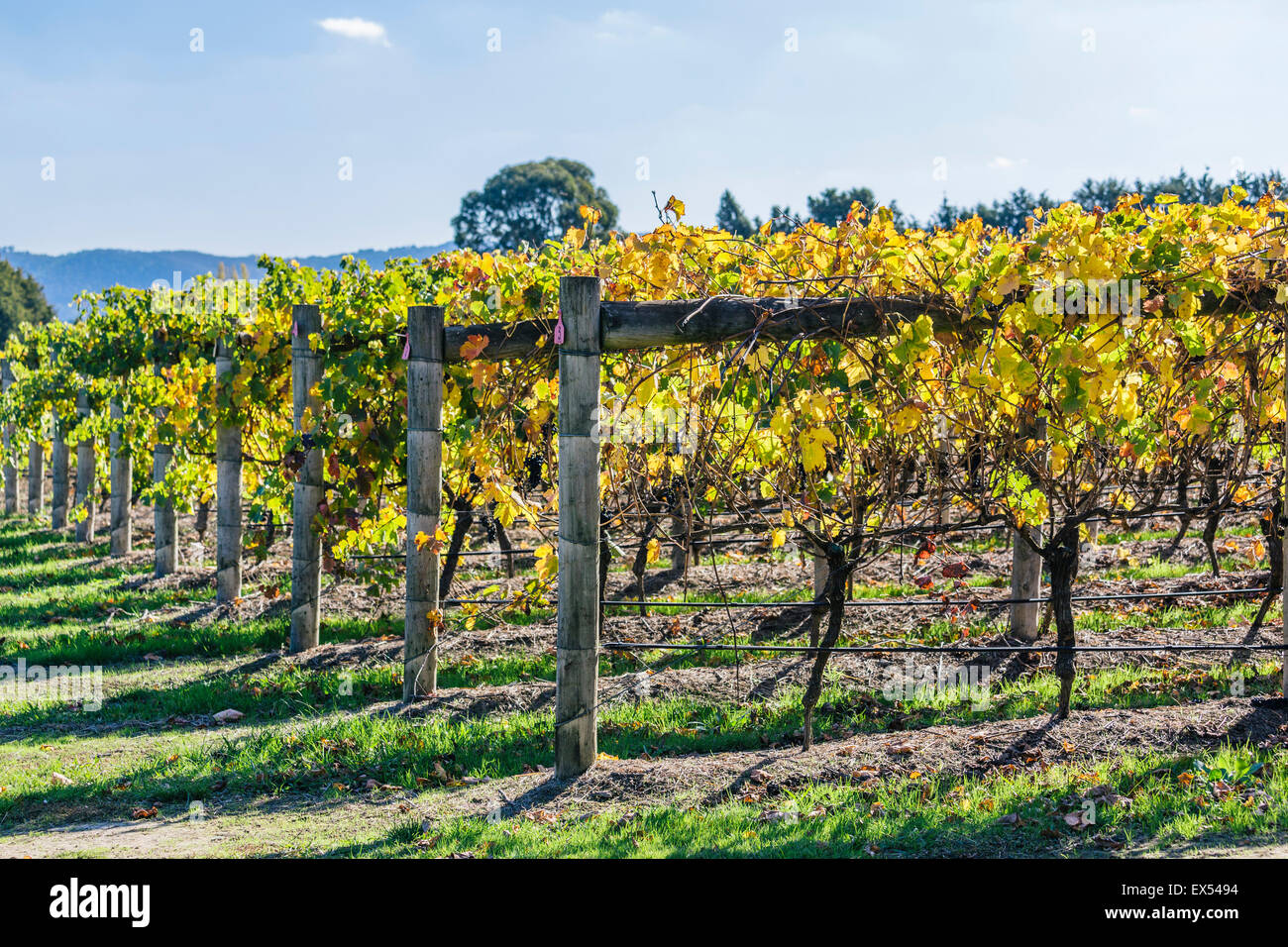 Yarra Valley Vineyards en automne, Victoria, Australie Banque D'Images
