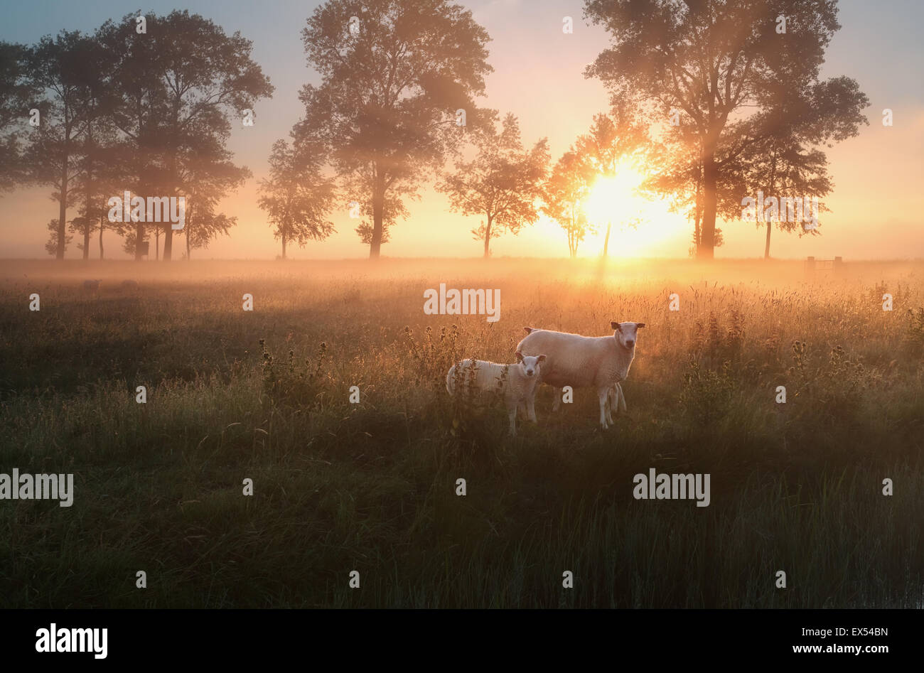 Moutons sur les pâturages d'été au lever du soleil brumeux Banque D'Images