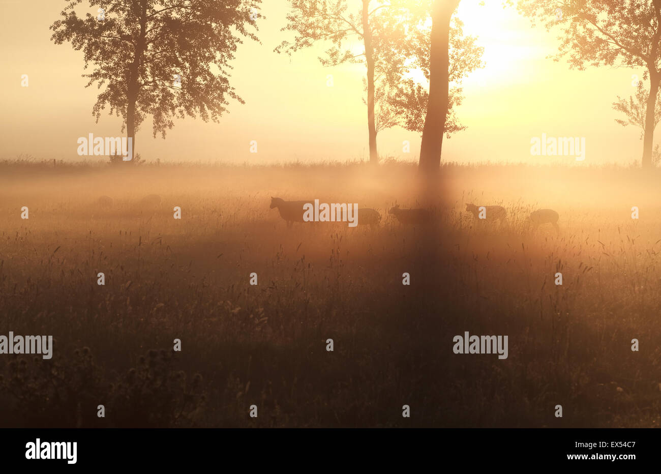 Des moutons paissant sur les pâturages d'été dans l'aube brumeuse Banque D'Images