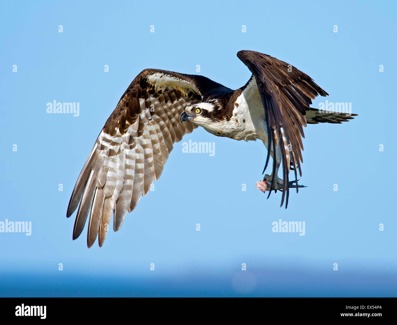 Osprey, avec le poisson sans tête Banque D'Images