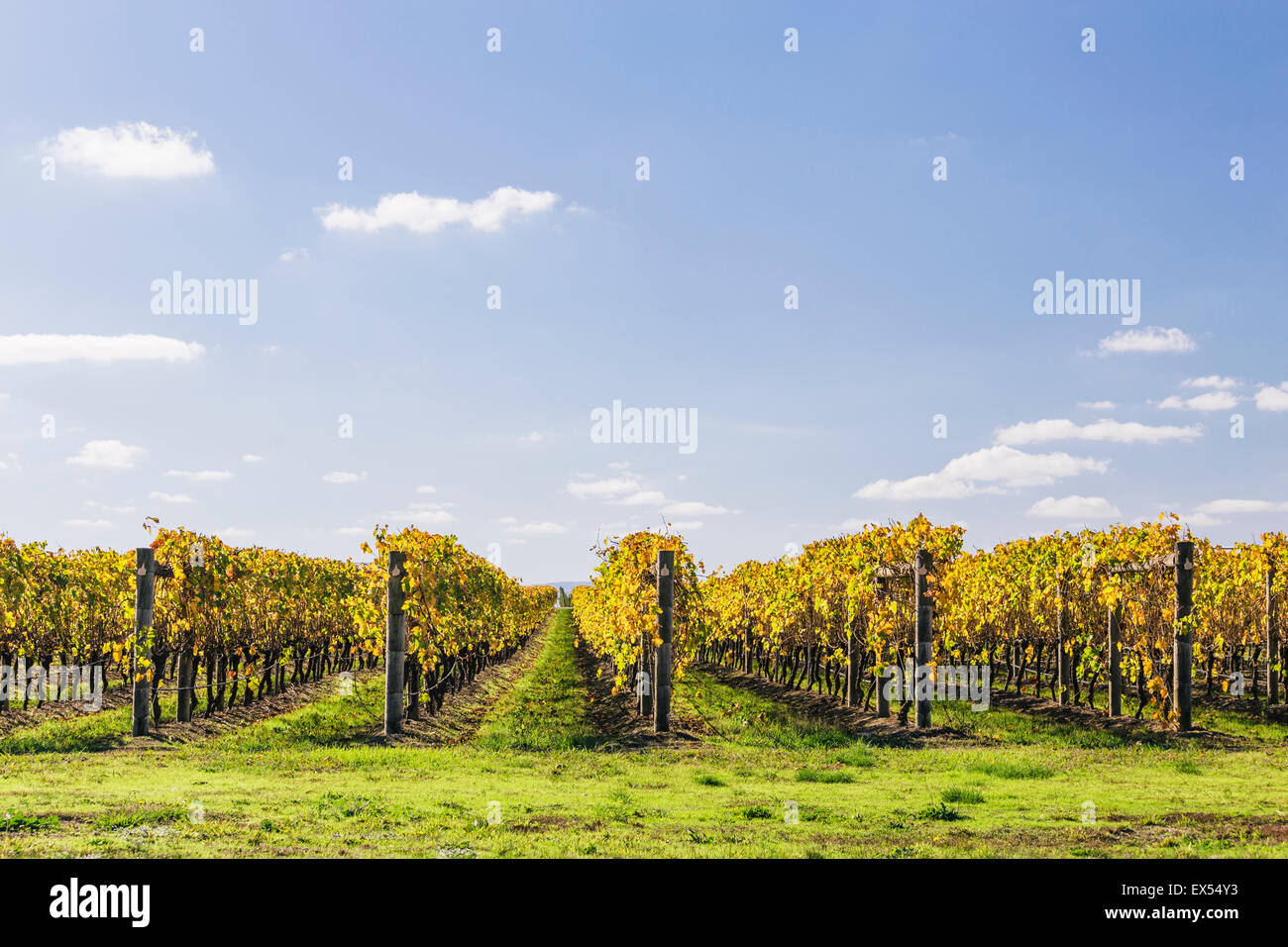 Yarra Valley Vineyards en automne, Victoria, Australie Banque D'Images