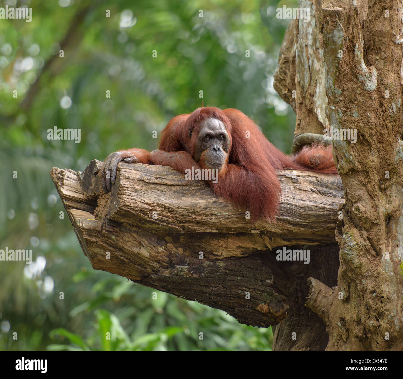 L'orang-outan adultes reposant sur le tronc de l'arbre, avec comme arrière-plan de la jungle Banque D'Images