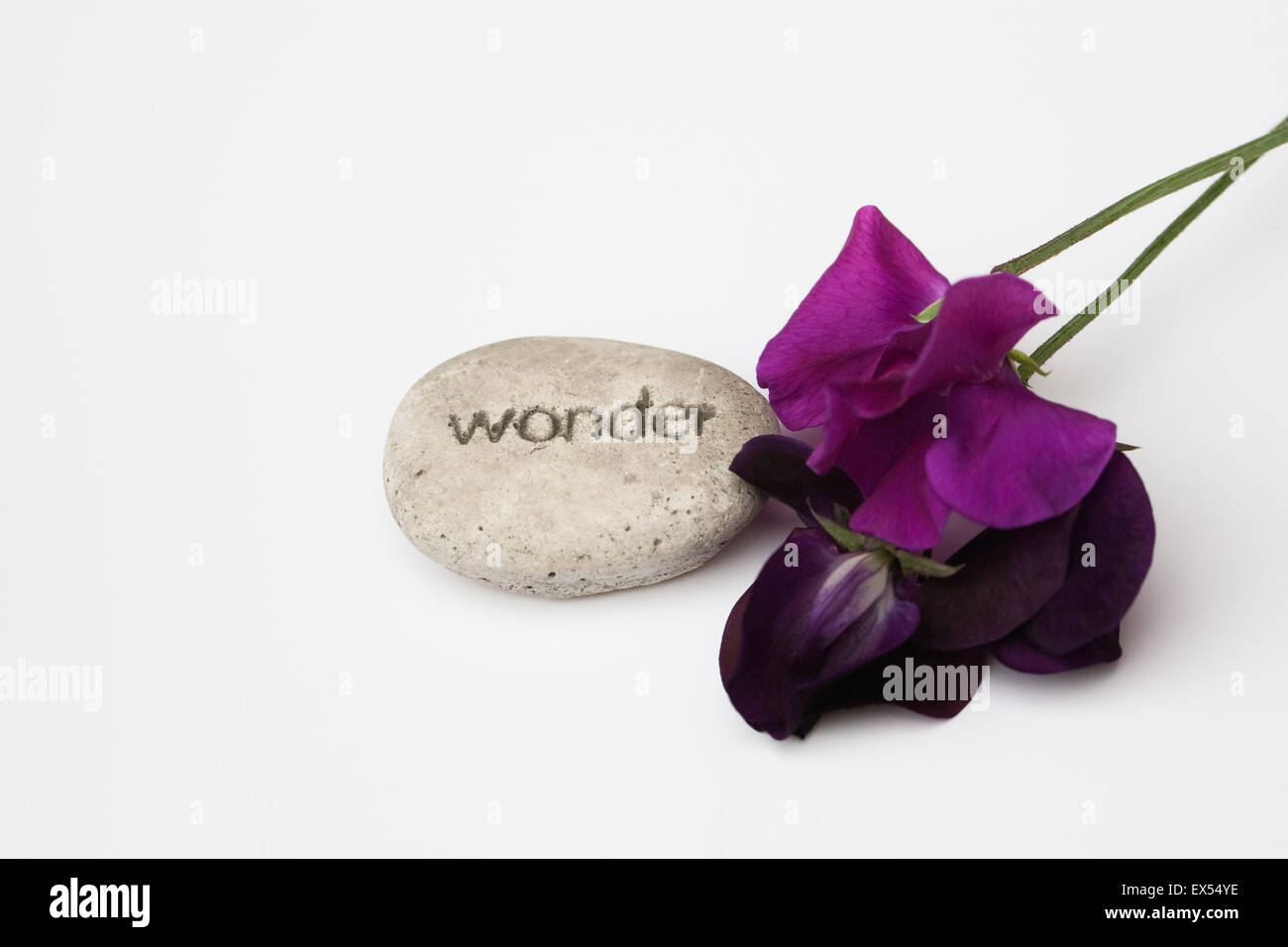 Lathyrus odoratus. Pois de fleurs et d'un caillou avec le mot me demande gravé sur un fond blanc. Banque D'Images