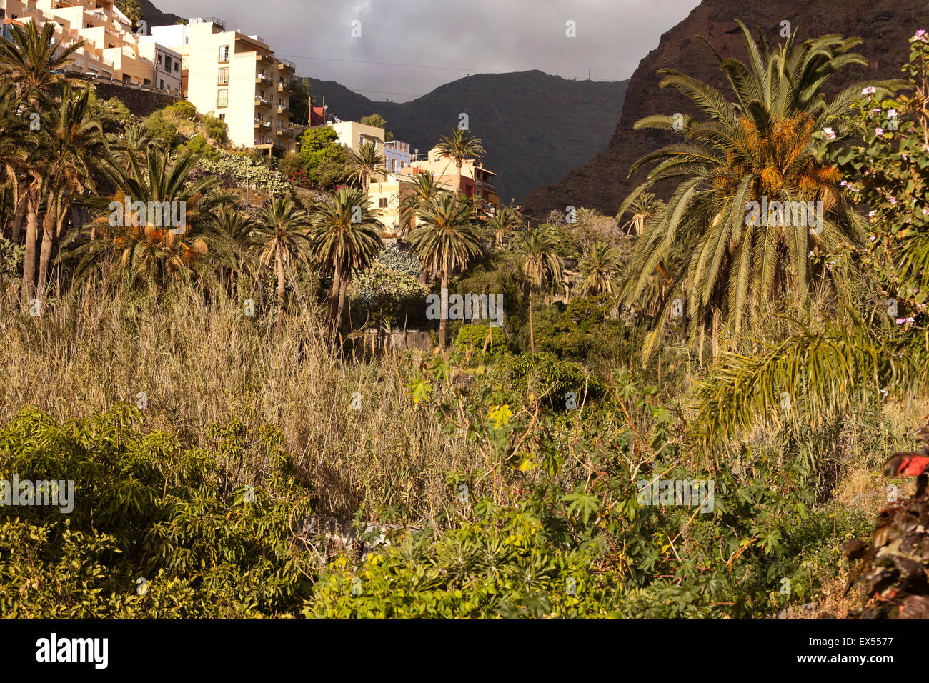 Paysage typique avec palmiers date de la vallée Valle Gran Rey, La Gomera, Canary Islands, Spain, Europe Banque D'Images