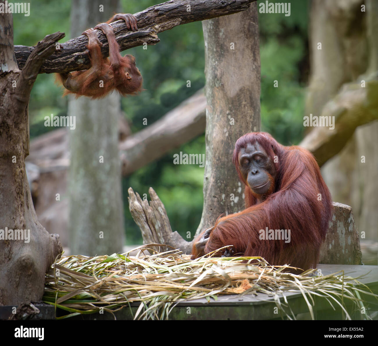 Fatigué de dormir alors que l'orang-outan mère son bébé jouant autour de Banque D'Images