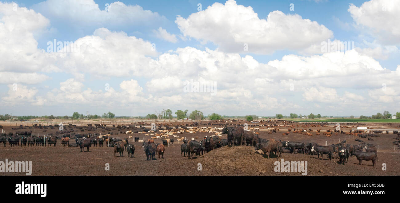 Feedyard boeuf près de North Platt, Nebraska, USA Banque D'Images