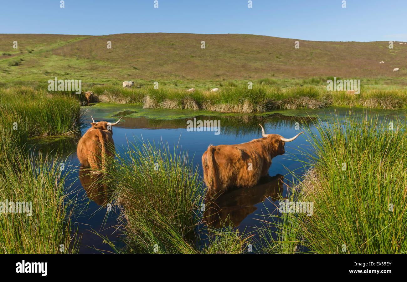 Scottish Highland cattle rafraîchir dans un étang sur une chaude journée d'été au coeur du Parc National des North York Moors. Banque D'Images