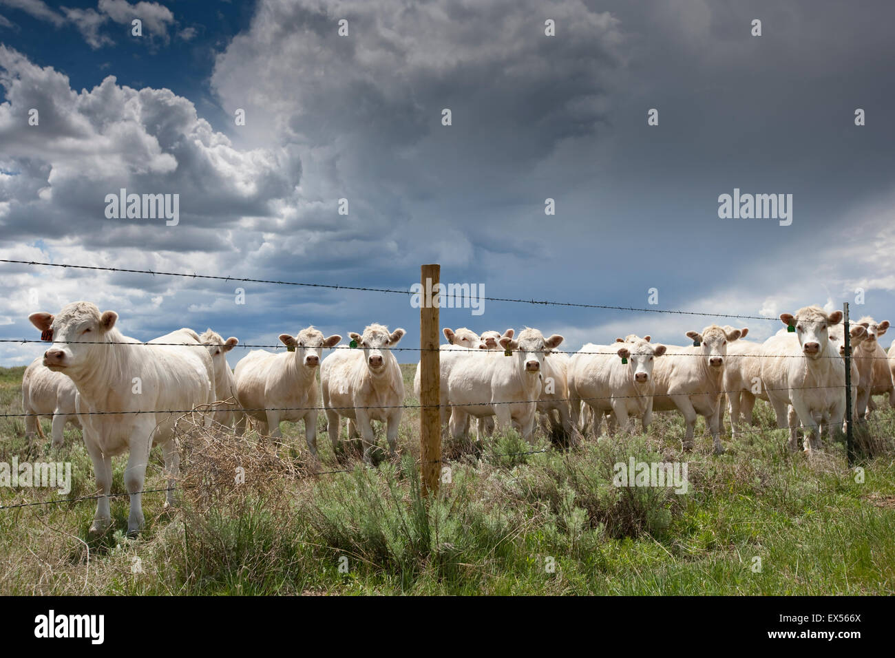 Les bovins, boeuf charolais hillrose, Colorado, USA Banque D'Images