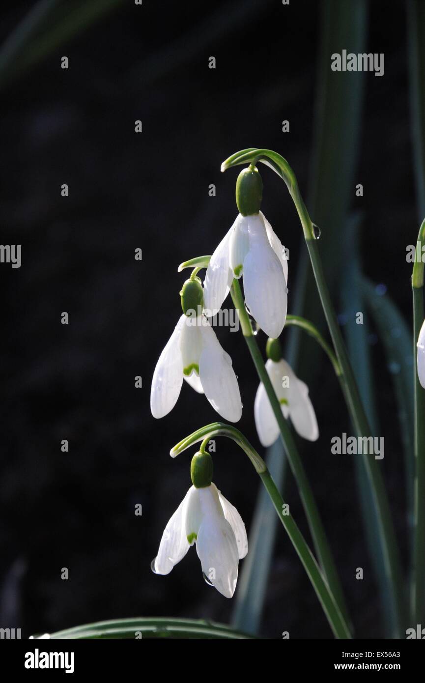 Perce-neige (Galanthus) dans un jardin anglais frontière. Banque D'Images