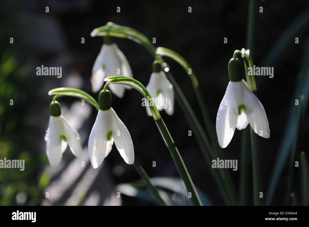 Perce-neige (Galanthus) dans un jardin anglais frontière. Banque D'Images