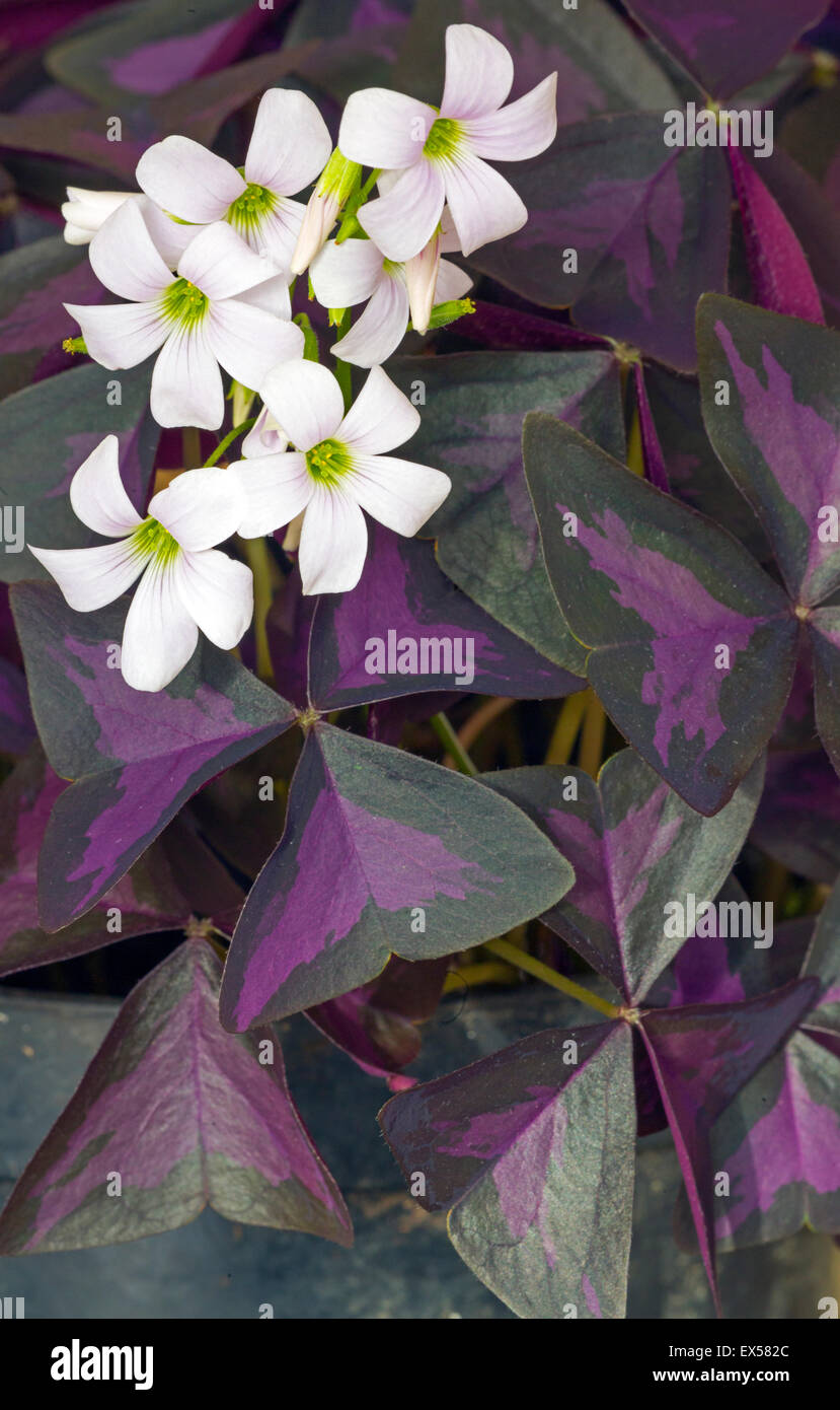 Oxalis triangularis Banque de photographies et d’images à haute