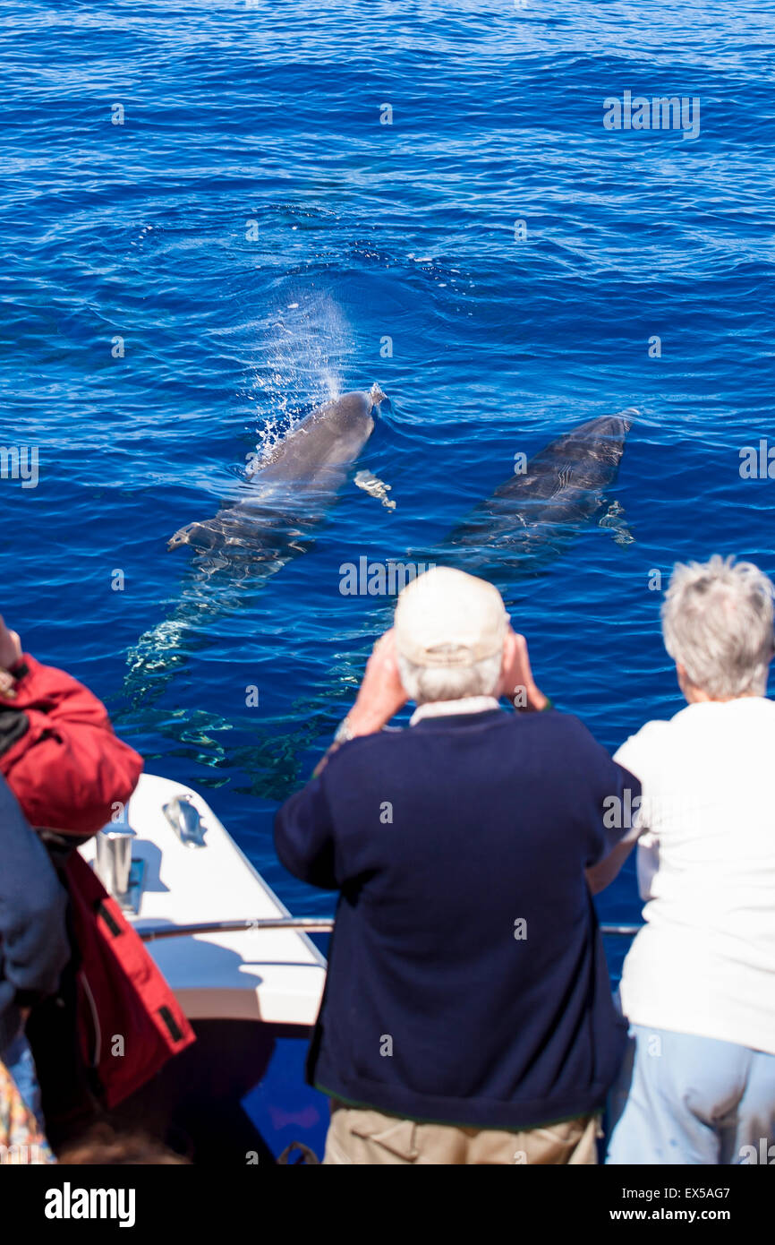 ESP, l'Espagne, les Canaries, l'île de La Palma, tour en bateau sur la côte ouest, les touristes à regarder des grands dauphins. ESP, Sp Banque D'Images