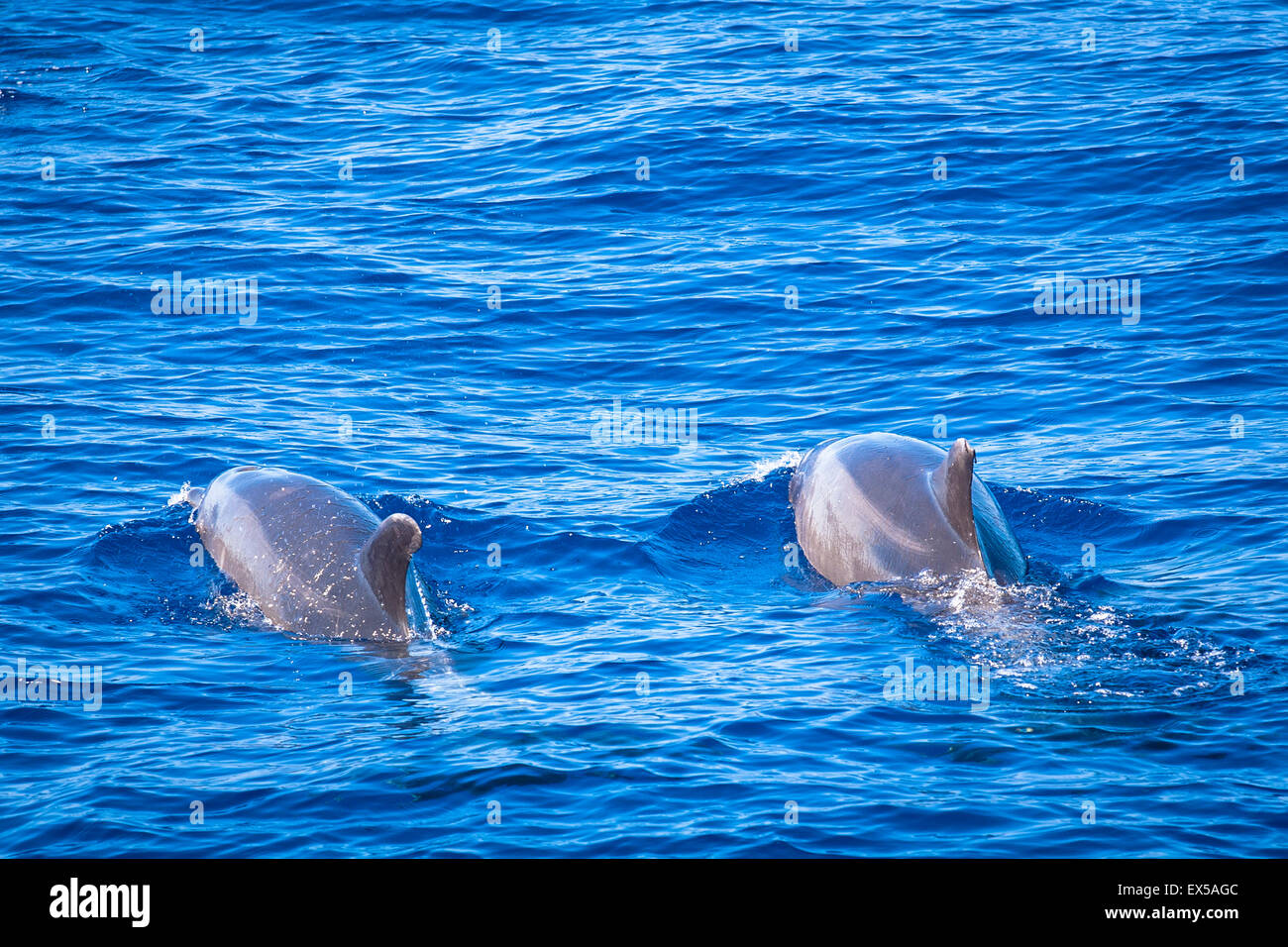 ESP, l'Espagne, les Canaries, l'île de La Palma, tour en bateau sur la côte ouest, des grands dauphins. ESP, Spanien, Kanarische Banque D'Images
