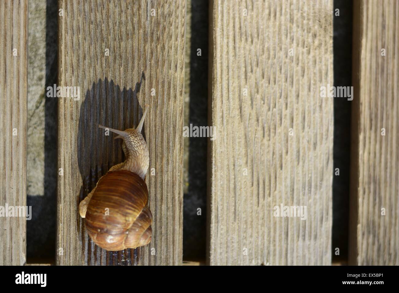 Mucus d'escargot Banque de photographies et d’images à haute résolution ...