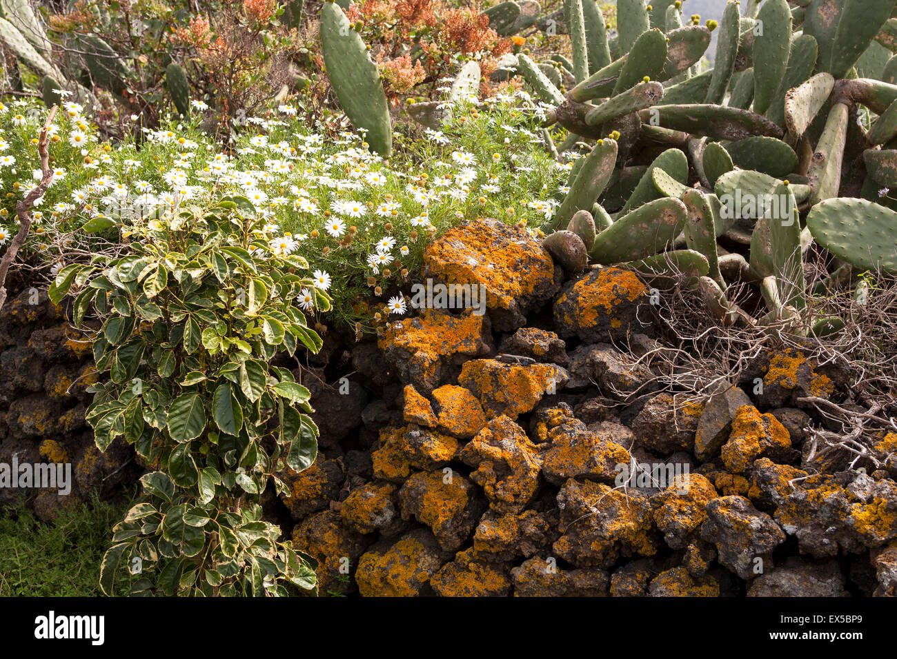 ESP, l'Espagne, les Canaries, l'île de La Palma, le mur fait de pierres volcaniques avec les lichens, fleurs et opuntia (lat. Opuntia Banque D'Images