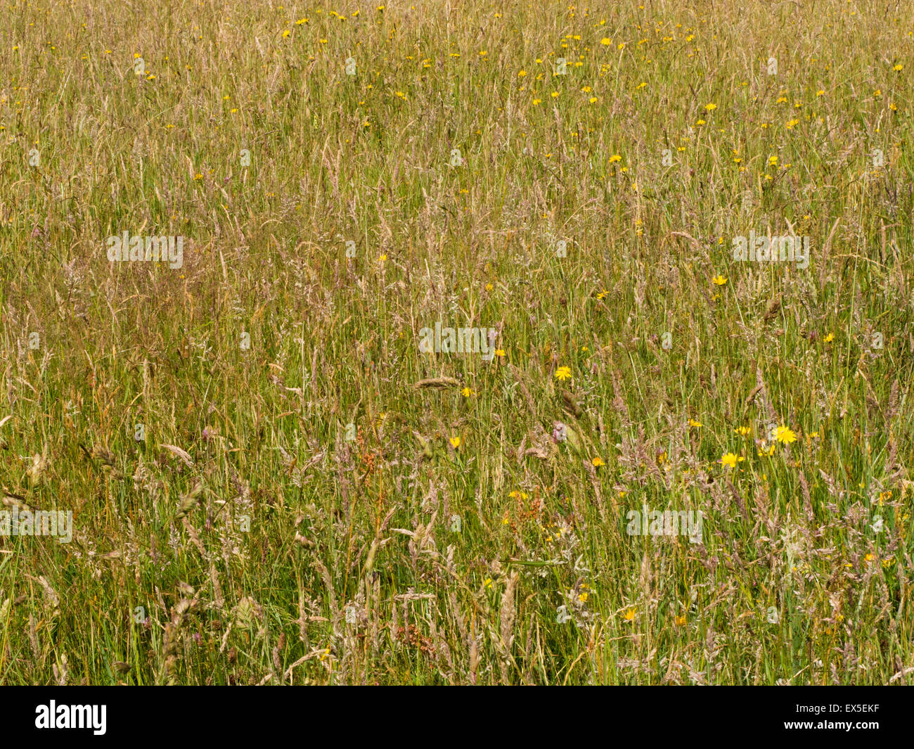 Bromyard Herefordshire UK Prairie Downs Banque D'Images