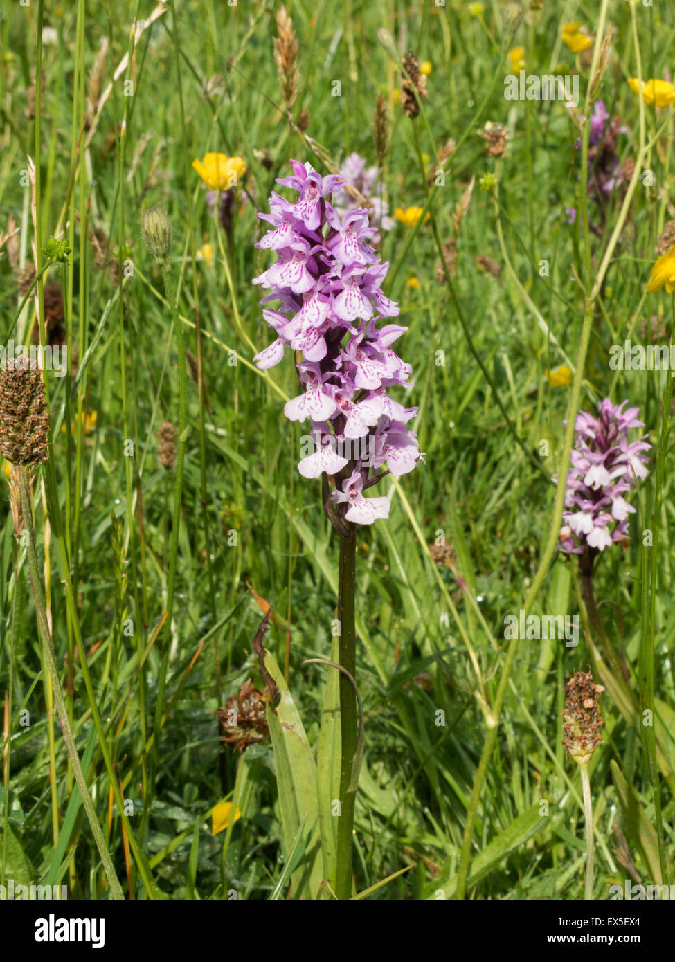 La commune de plus en plus d'orchidées sur Bromyard downs Herefordshire UK Banque D'Images