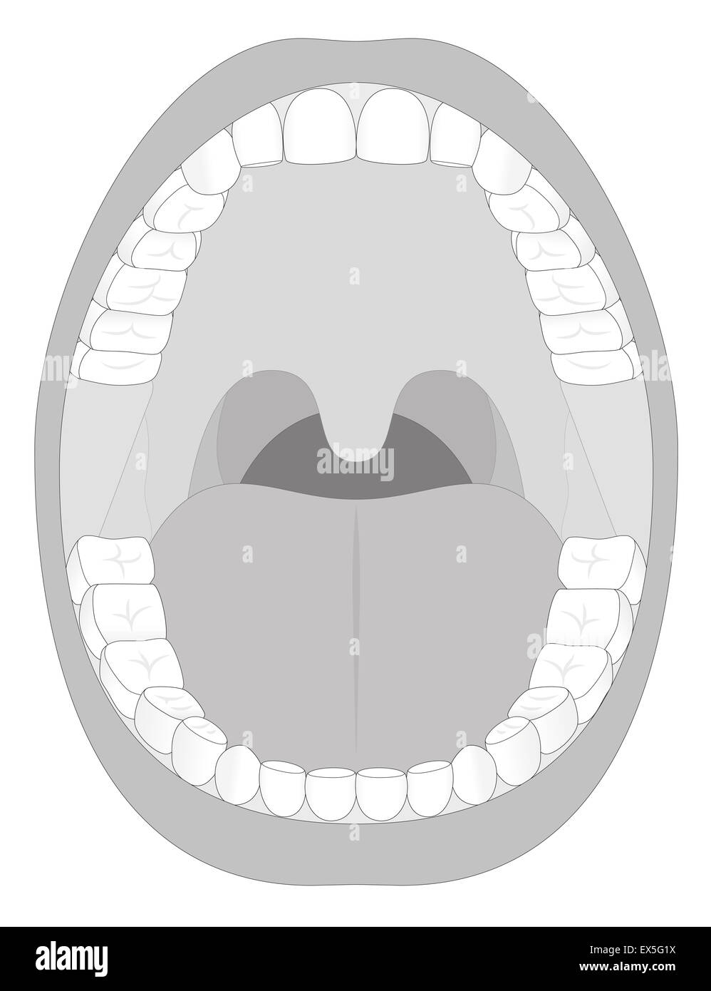Contours illustration d'un adulte ouvert la bouche avec trente-six dents permanentes. Banque D'Images