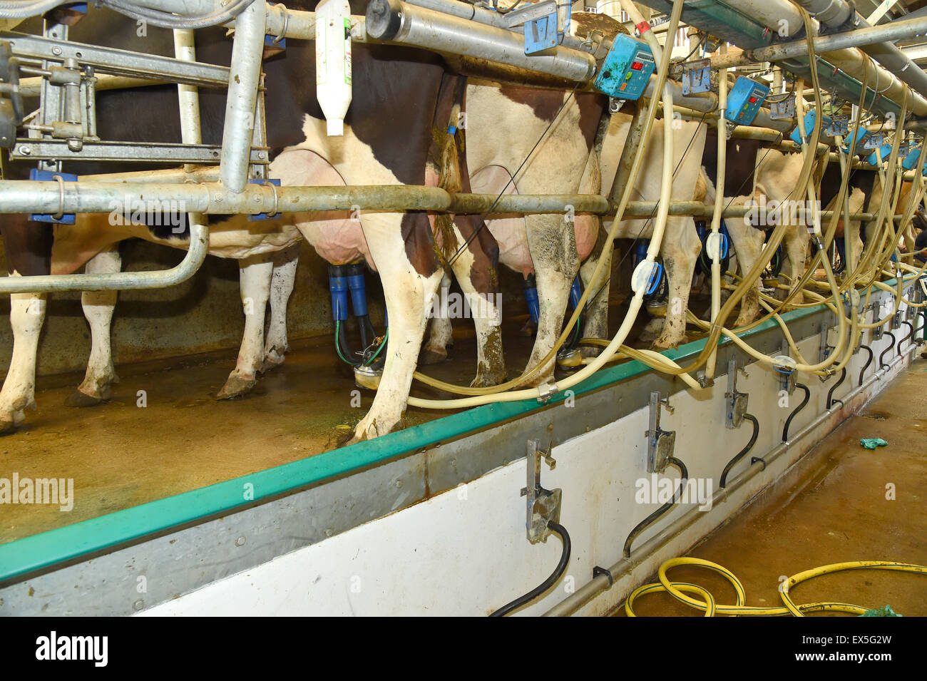 Un puits modernes haute vitesse type station de traire les vaches avec les pompes montées sur des mamelles, sur une ferme laitière. Banque D'Images