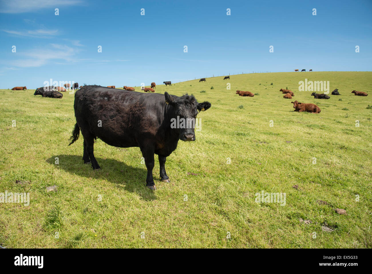 Le bétail dans le Devon, Royaume-Uni. Banque D'Images