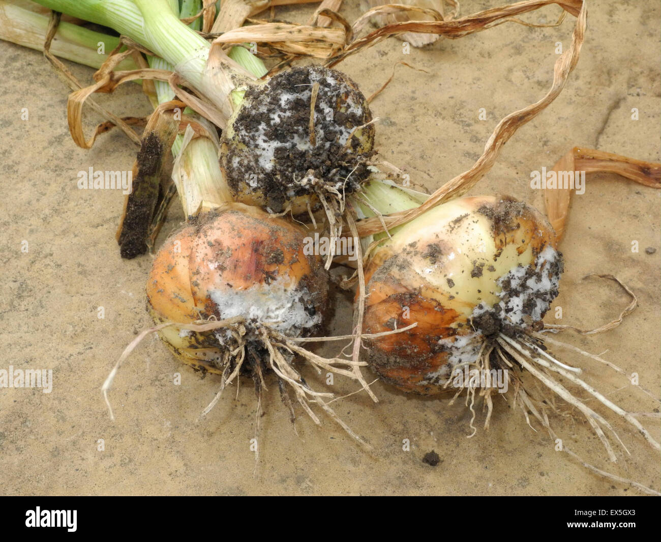 La pourriture blanche est une maladie grave du bulbe Allium, surtout les oignons, l'ail et les poireaux, causé par le champignon du sol Sclerotium cepivorum qui peuvent persister dans le sol pendant de nombreuses années. Recherchez les symptômes de la mi-été jusqu'au début de l'automne. Banque D'Images