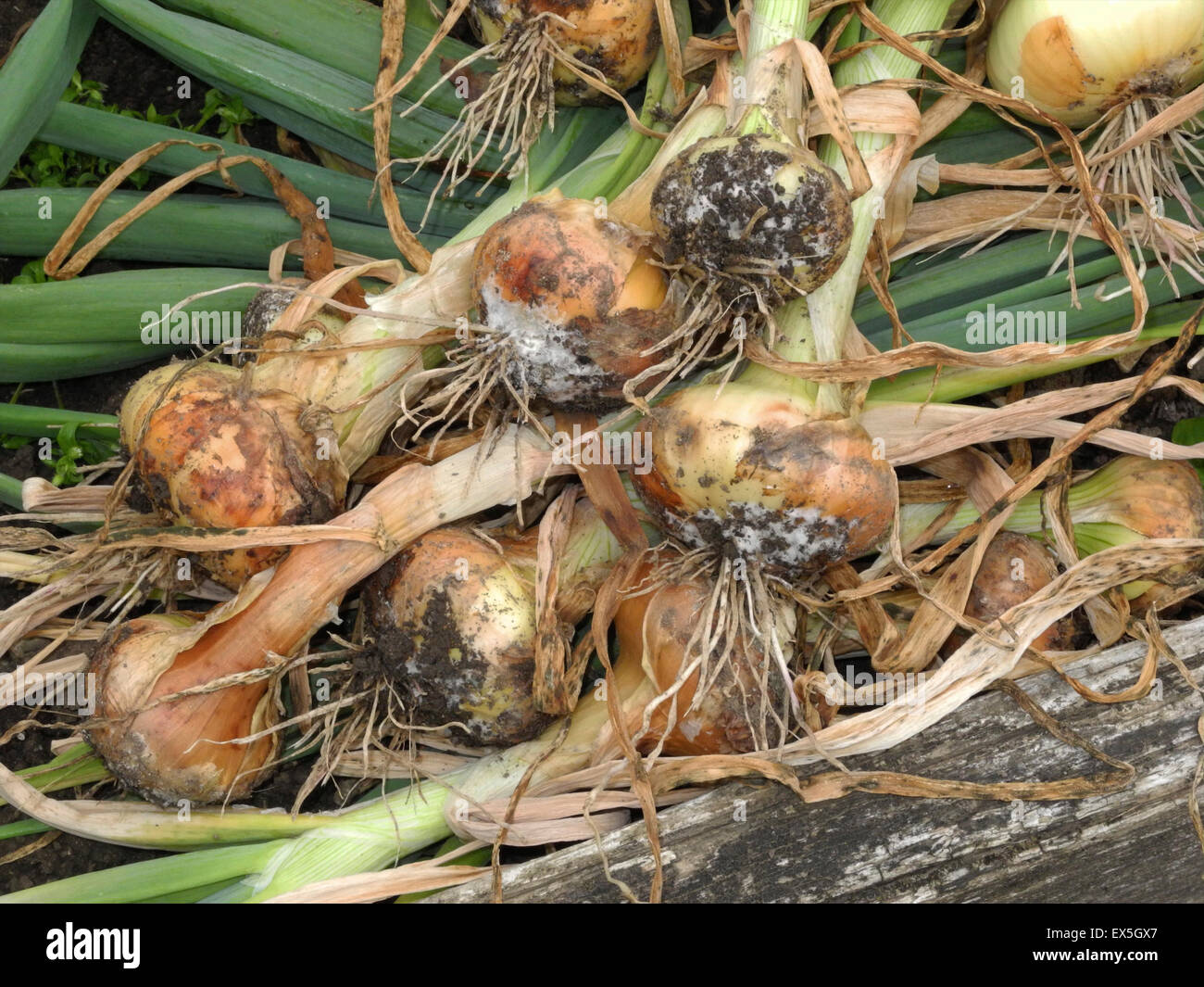 La pourriture blanche est une maladie grave du bulbe Allium, surtout les oignons, l'ail et les poireaux, causé par le champignon du sol Sclerotium cepivorum qui peuvent persister dans le sol pendant de nombreuses années. Recherchez les symptômes de la mi-été jusqu'au début de l'automne. Banque D'Images