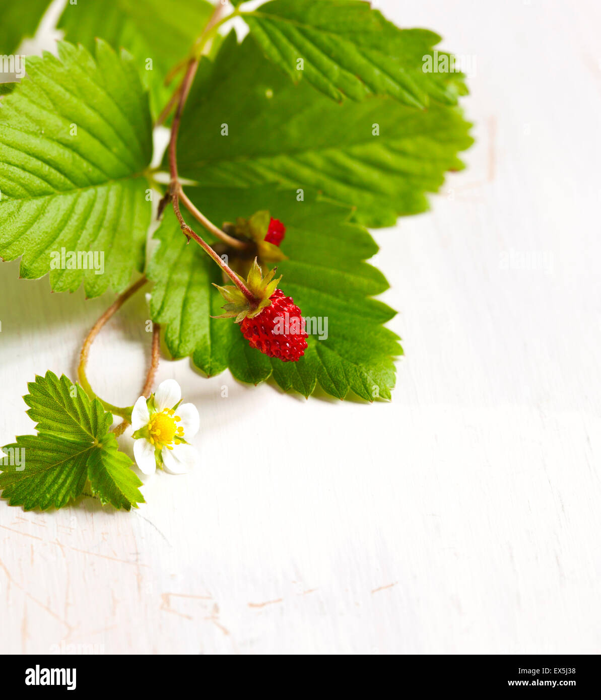 Fraise des bois Banque D'Images