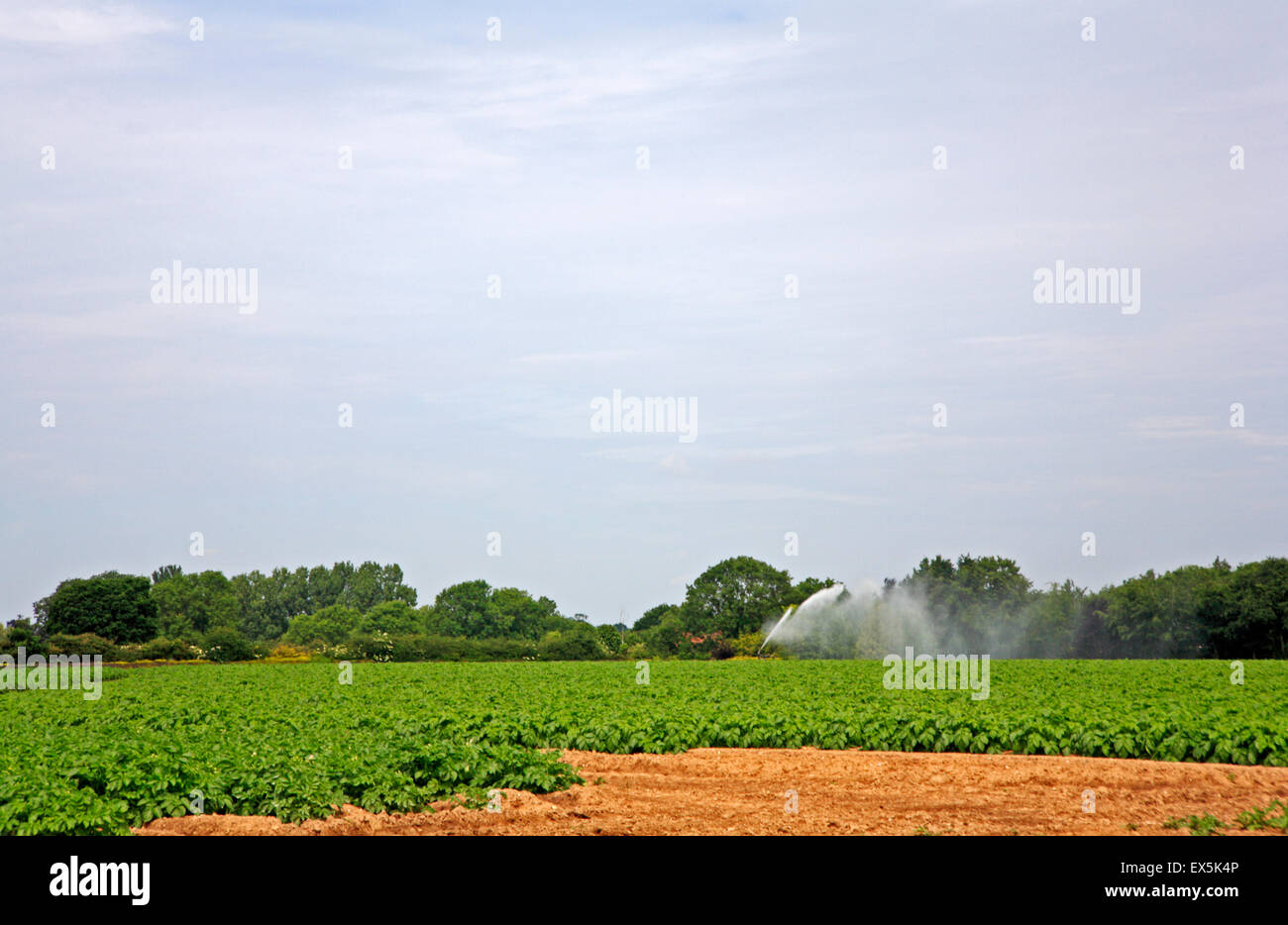 Un champ de pommes de terre irriguées étant maincrop par temps sec à Fleggburgh, Norfolk, Angleterre, Royaume-Uni. Banque D'Images