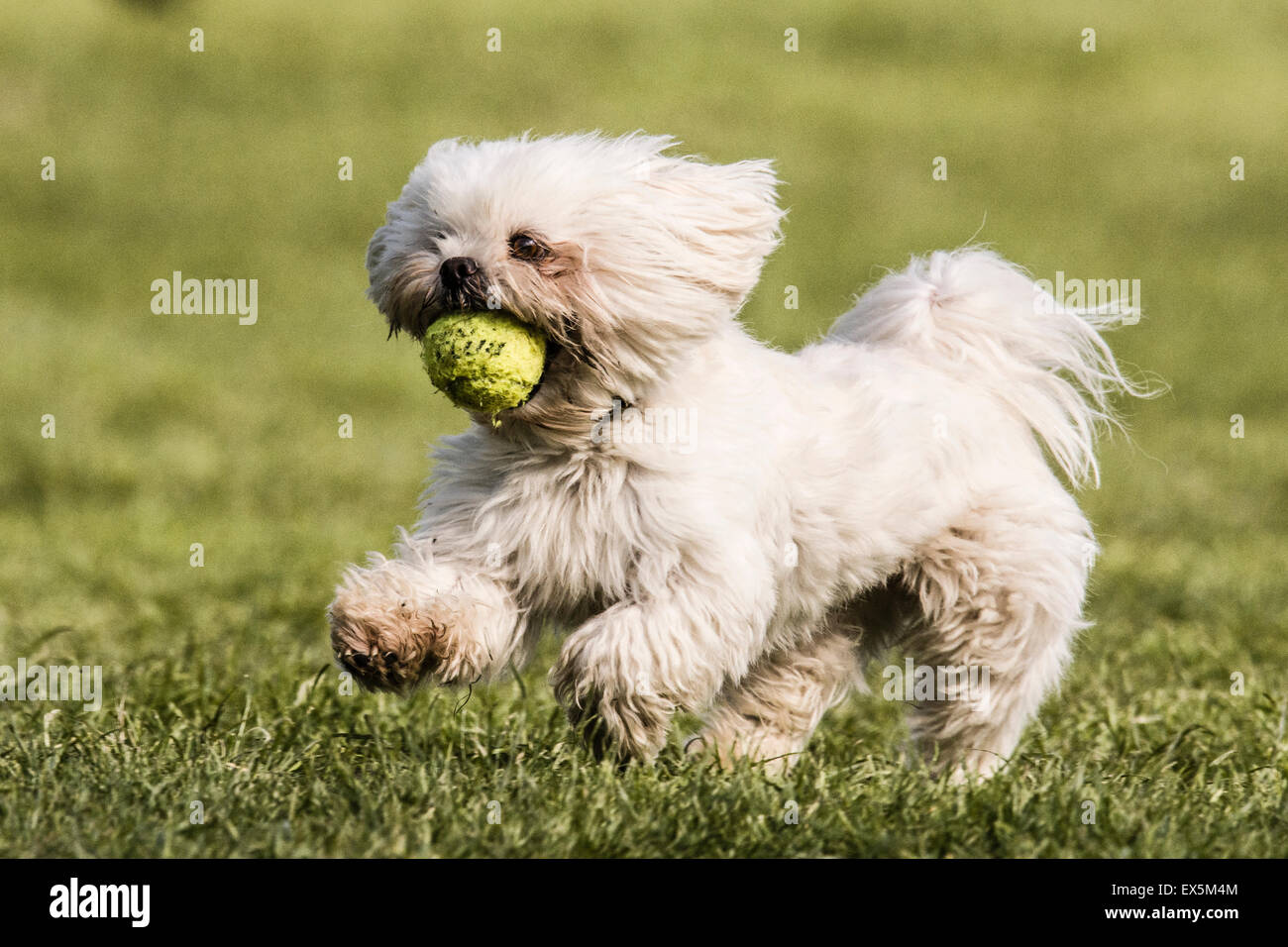 Lhassa Apso susceptibles de la croix de Malte Banque D'Images