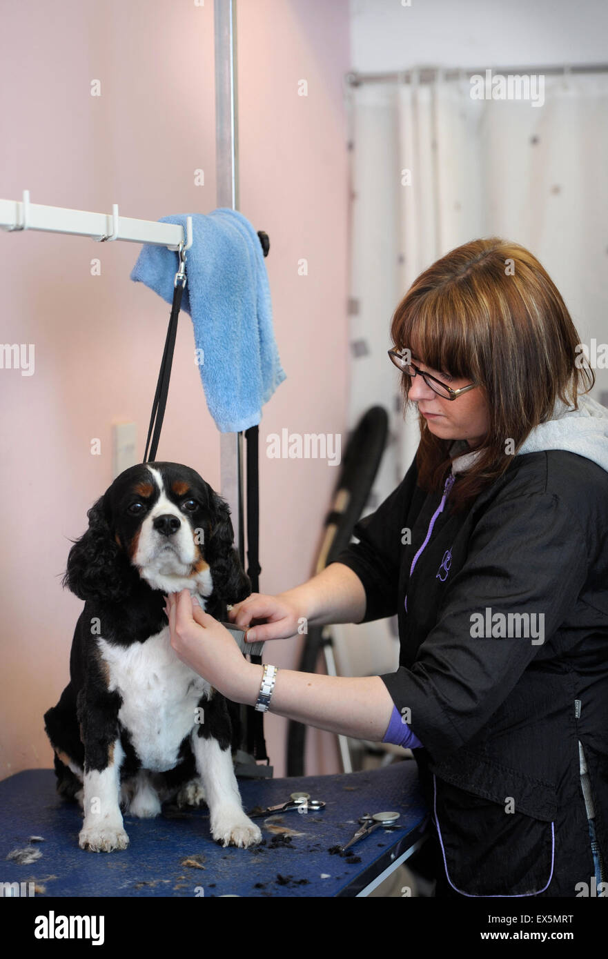 Un salon de toilettage pour chiens en Bourton-on-the-Water UK Banque D'Images