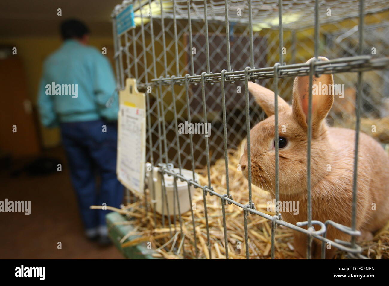 Lapin dans une cage lors d'une exposition Banque D'Images